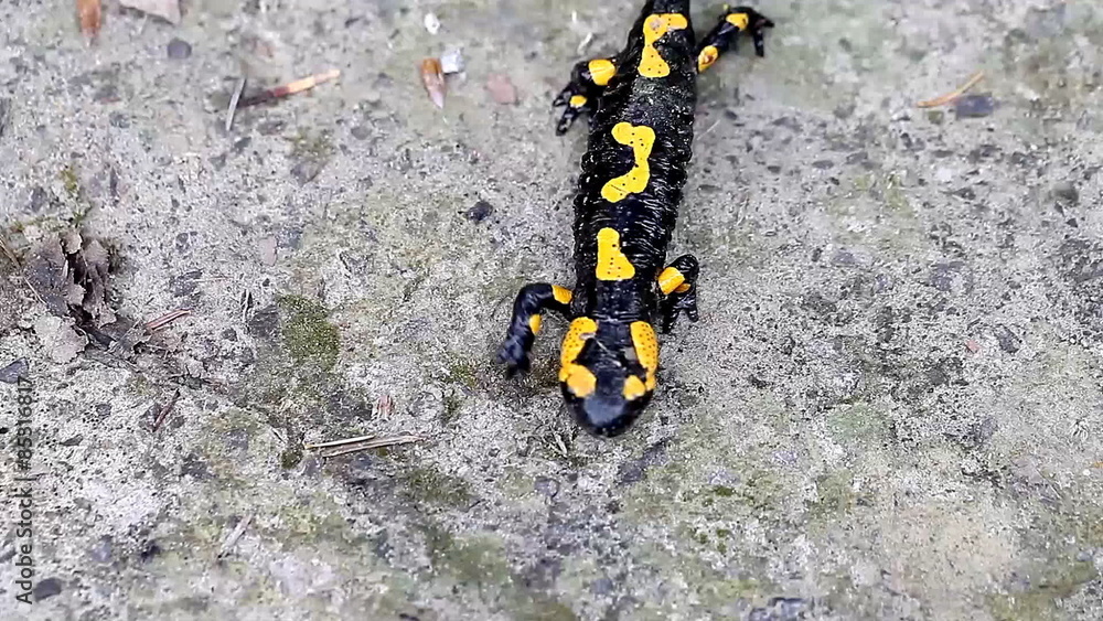 Salamander in the Wild