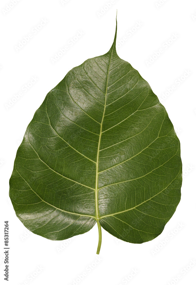 Obraz premium Bodhi leaf on white background