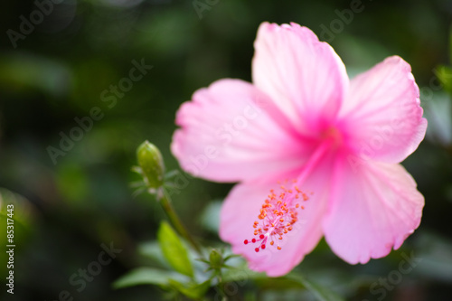 A close-up image and selective focus of single pink Hibiscus Flo