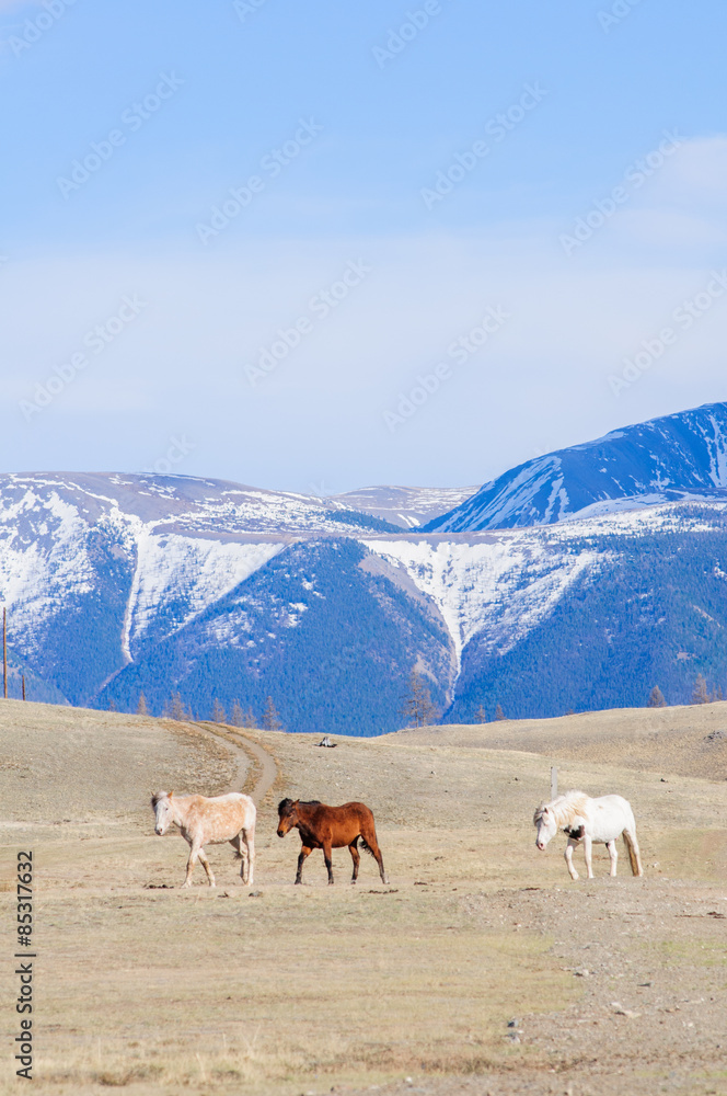 Horses striding in Altai steppe in early spring Horses striding in Altai steppe in early spring