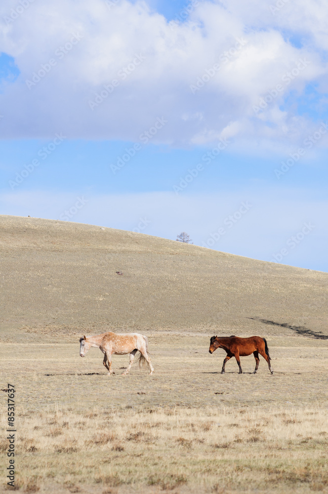 Horses striding in Altai steppe in early spring Horses striding in Altai steppe in early spring