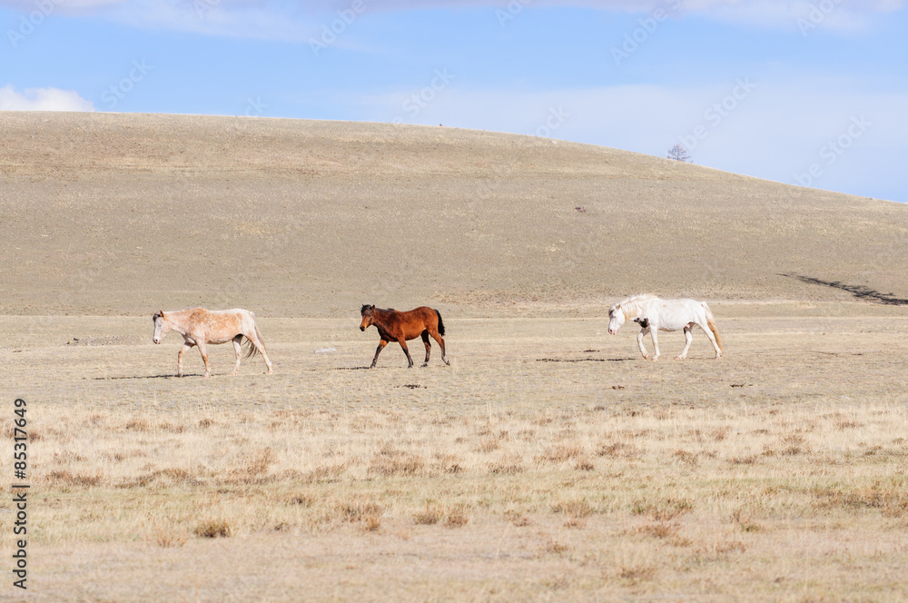 Horses striding in Altai steppe in early spring Horses striding in Altai steppe in early spring