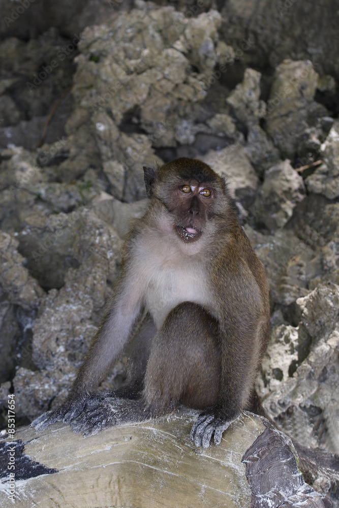 Long-tailed Macaque ( Macaca fascicularis)buddha-cave,Thailand, Asia Long-tailed Macaque ( Macaca fascicularis)buddha-cave,Thailand, Asia