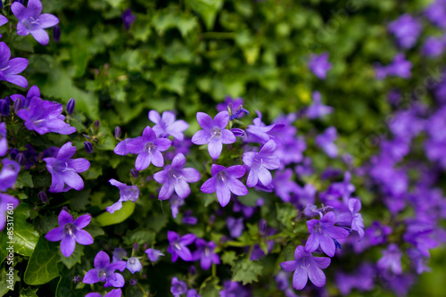 Violet flowers