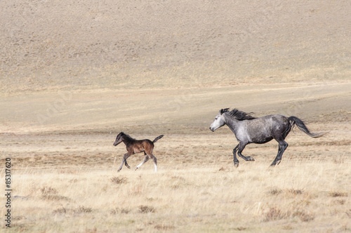 Horses galloping in Altai steppe in early spring