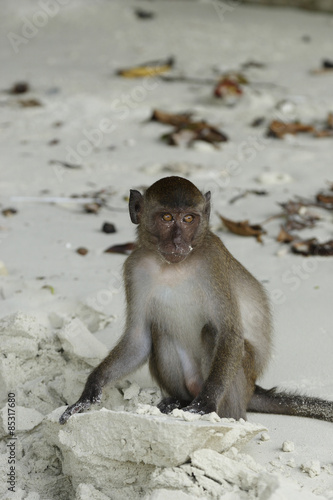 Long-tailed Macaque   Macaca fascicularis buddha-cave Thailand  Asia