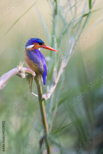Malachite Kingfisher perched on a reed at Lake Panic in Kruger National Park © Chad Wright