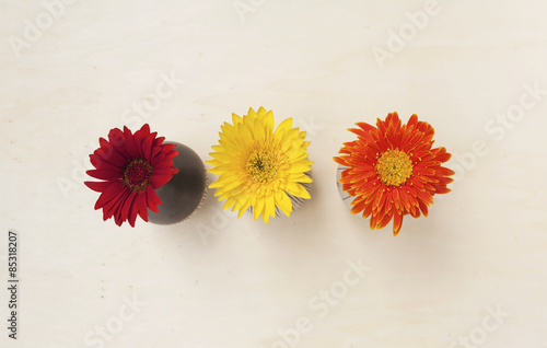 Colorful daisy flower in the vase background from top