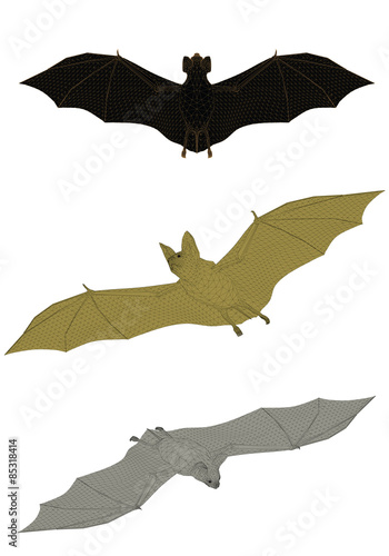 Bats