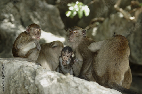 Long-tailed Macaque ( Macaca fascicularis)buddha-cave,Thailand, Asia © Reise-und Naturfoto