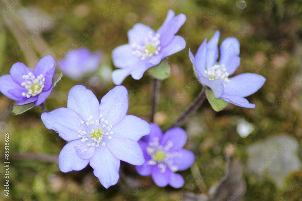 Blue Buttercup flowers, Ranunculus,(or Spearworts, Water Crowfoots, Lesser Celandine) in Innsbruck, Austria Blue Buttercup flowers, Ranunculus,(or Spearworts, Water Crowfoots, Lesser Celandine) in Innsbruck, Austria