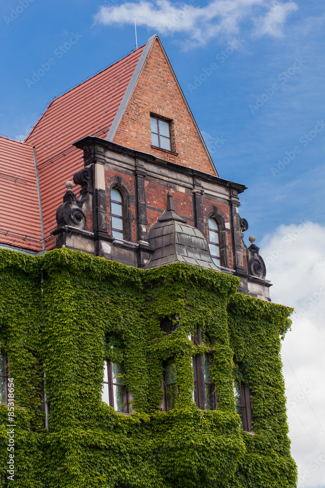Fototapeta premium Wall of a building covered with ivy