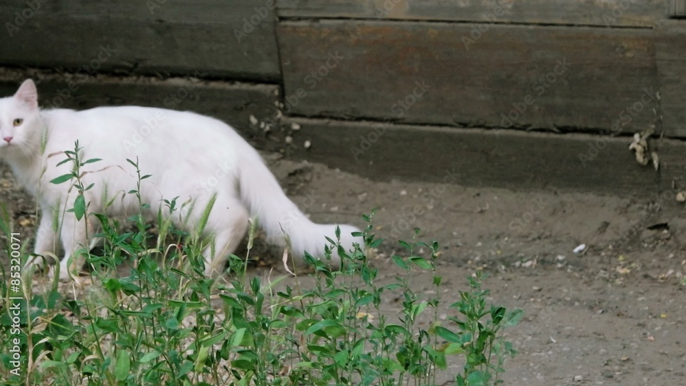 White cat outdoors. White cat outdoors.