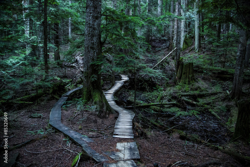Canada, North Vancouver, Forrest trail in North Vancouver photo