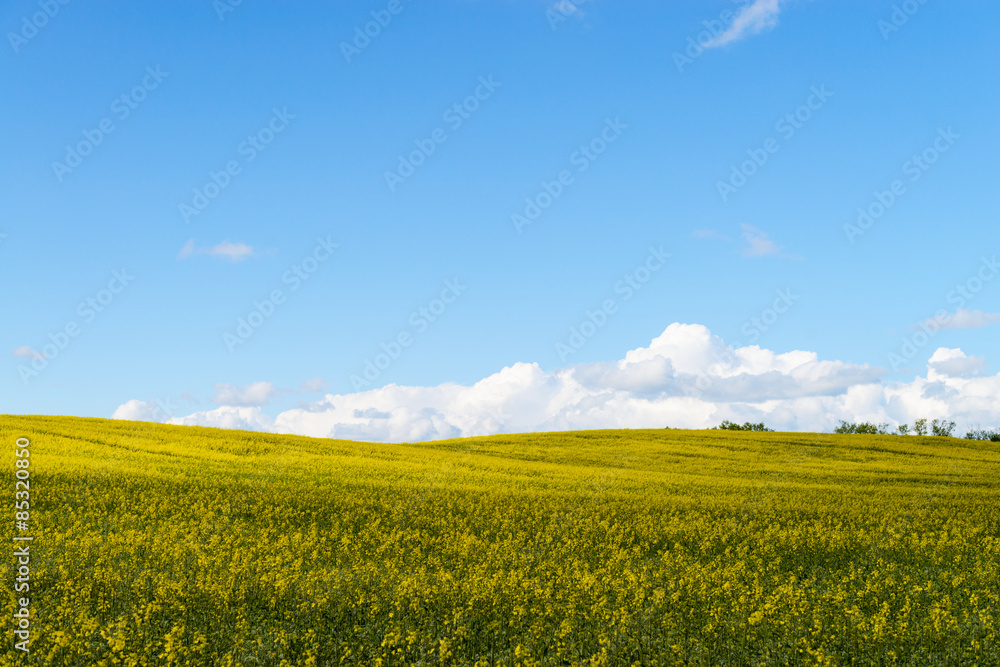 Yellow race field and clouds in the blue sky