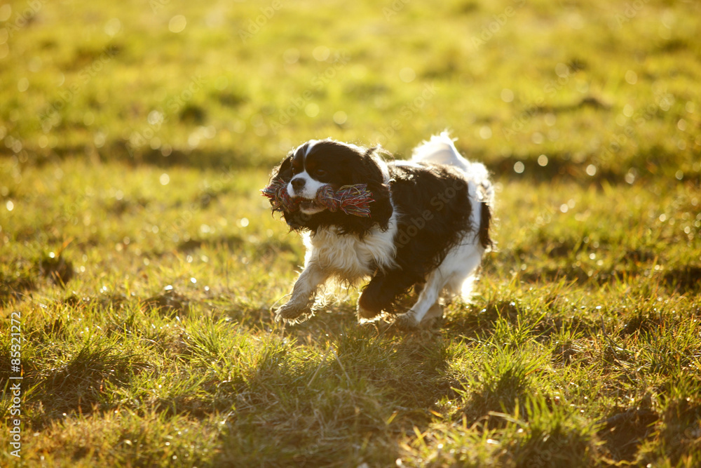 Cavalier King Charles Spaniel with dog toy running on a meadow