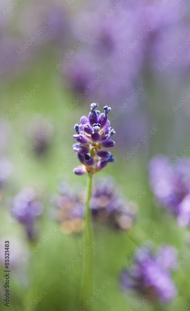Purple lavender flower at Lavender Field in the summer Purple lavender flower at Lavender Field in the summer