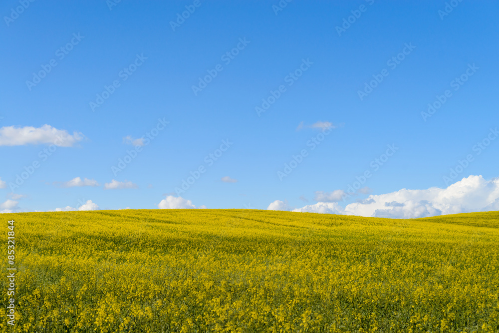 Yellow  rape fields in Belarus