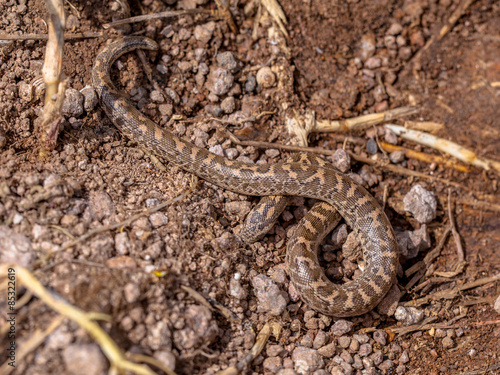 Javelin sand boa