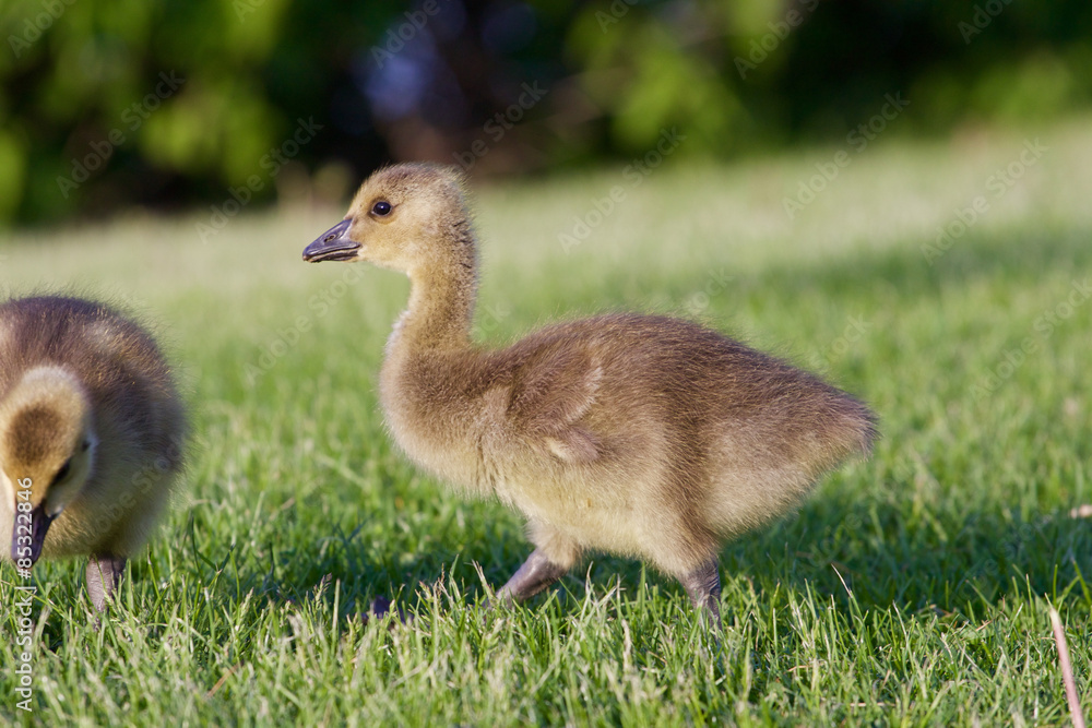 Young cute cackling goose is going somewhere Young cute cackling goose is going somewhere