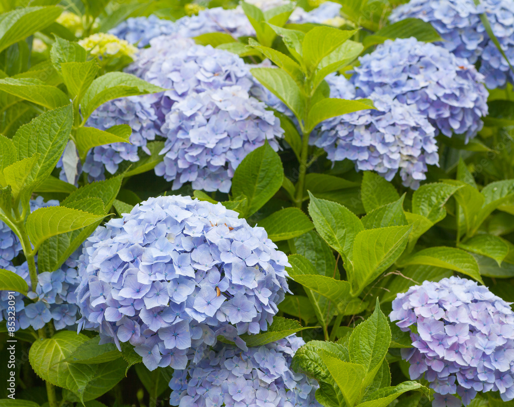 Beautiful Hydrangea macrophylla summer and autumn flower Beautiful Hydrangea macrophylla summer and autumn flower