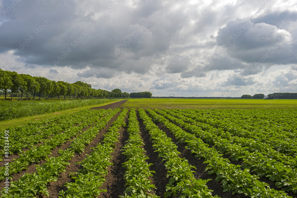Vegetables growing under a cloudy sky in spring