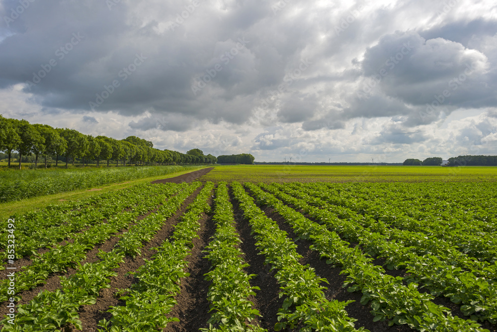 Vegetables growing under a cloudy sky in spring Vegetables growing under a cloudy sky in spring