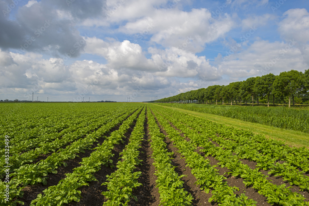 Vegetables growing under a cloudy sky in spring