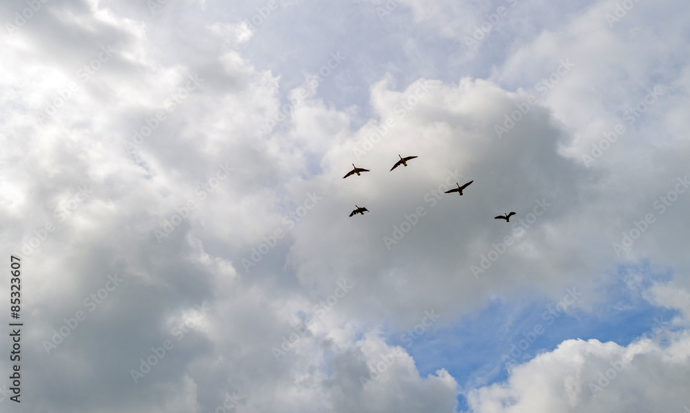 Geese flying in a cloudy sky in spring