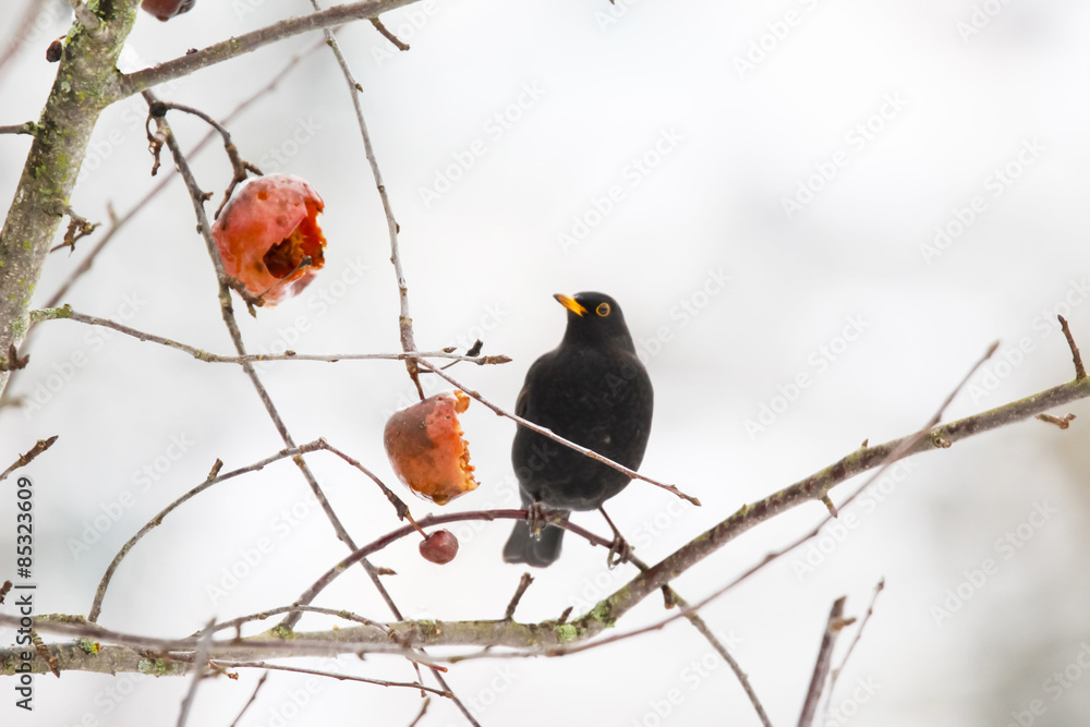 Blackbird sitting on a twig in winter Blackbird sitting on a twig in winter