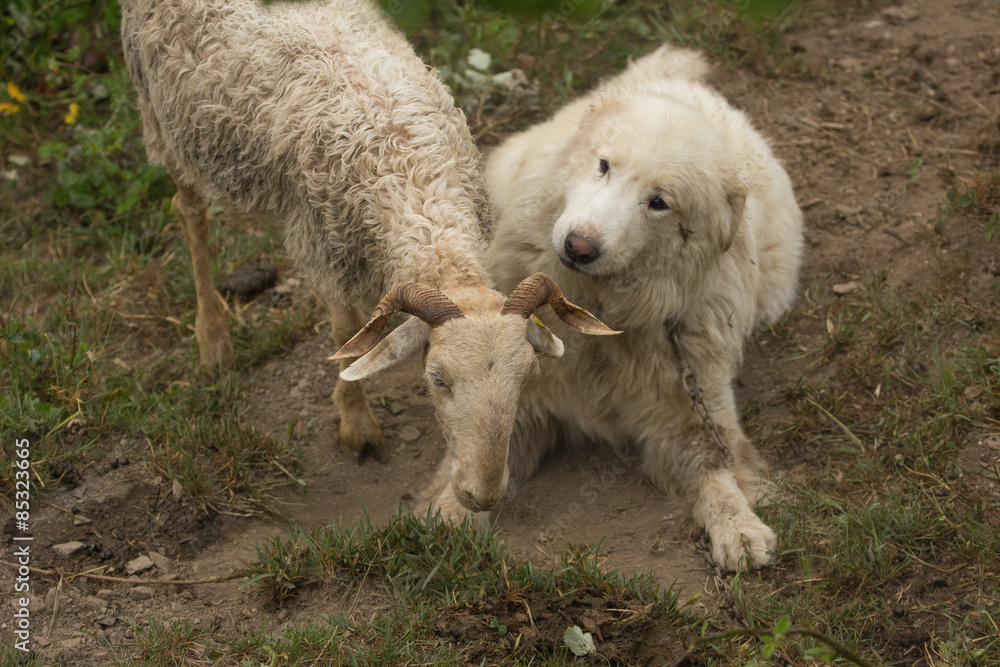 Fototapeta premium Il cane e la pecora