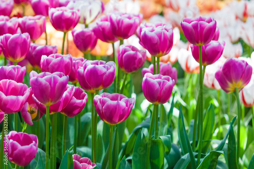 Tulip. Beautiful tulips. colorful tulips. tulips in spring colou