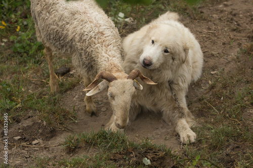 Il cane e la pecora © Lunipa