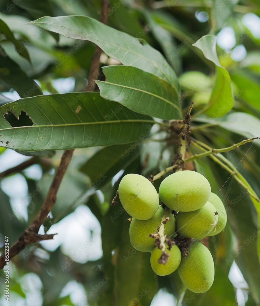 Mangoes on Tree 