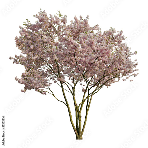 Prunus 'Accolade' (Frühe Zier-Kirsche) Freigestellt,isoliert photo