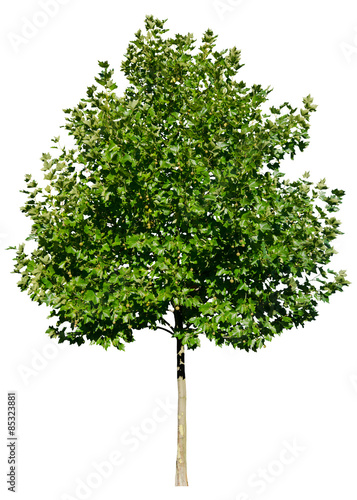Platanus acerifolia (Platane) Freigestellt,isoliert photo