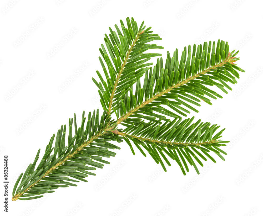 Naklejka premium Fir tree branch isolated on white