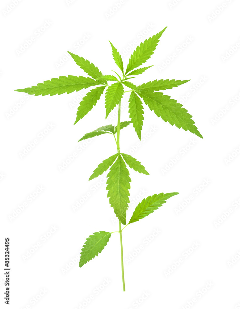 Cannabis sativa l plant on a white background
