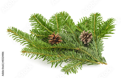 Fotografie Fir tree branch on white