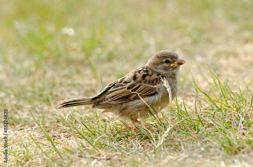 Haussperling, weiblich (Passer domesticus) Haussperling, weiblich (Passer domesticus)