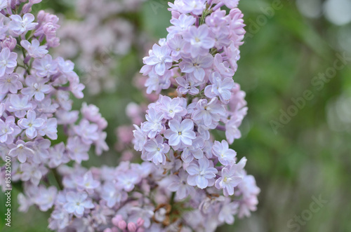Syringa lilac flowers close up © Надежда Стоянова