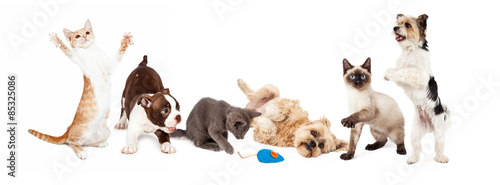 Fototapeta Naklejka Na Ścianę i Meble -  Group of Playful Cats and Dogs