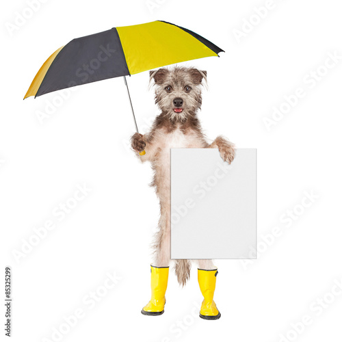 Fototapeta Naklejka Na Ścianę i Meble -  Dog With Rain Umbrella and Sign