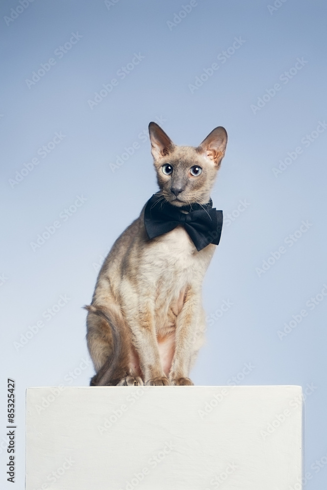 Peterbald Cat