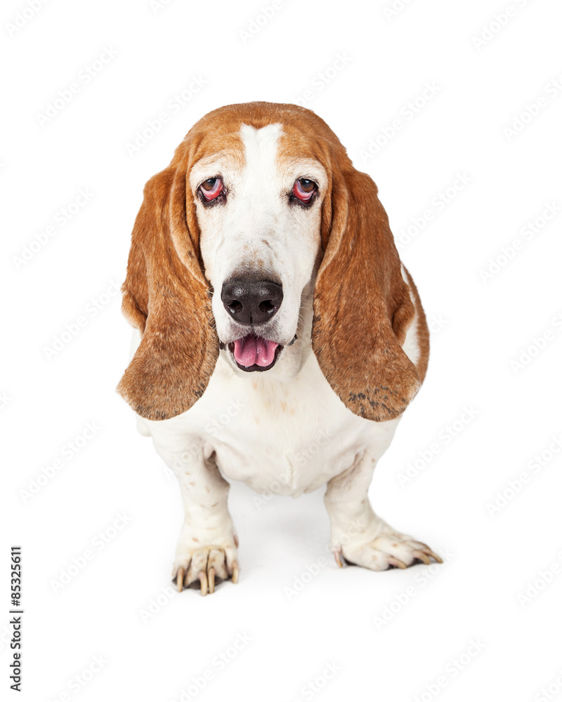 Basset Hound Dog Looking Into Camera
