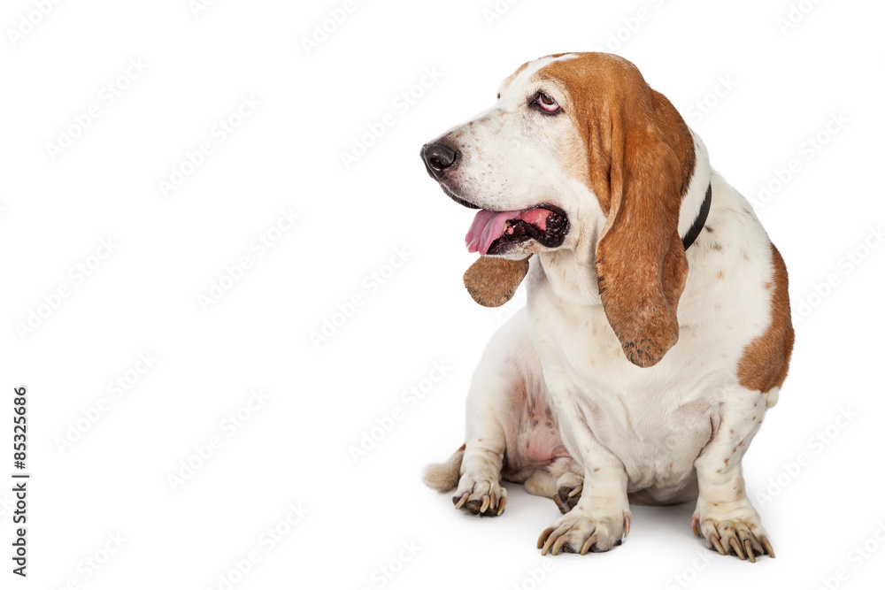Happy Basset Hound Dog Looking To Side