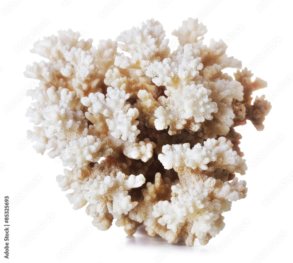 Beautiful Coral Beautiful Coral