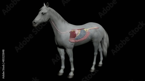 Detailed 3D medical animation  showing the equine abdominal anatomy, depicting several different diseases.
Part1: Horse outside; camera zoom to internal system