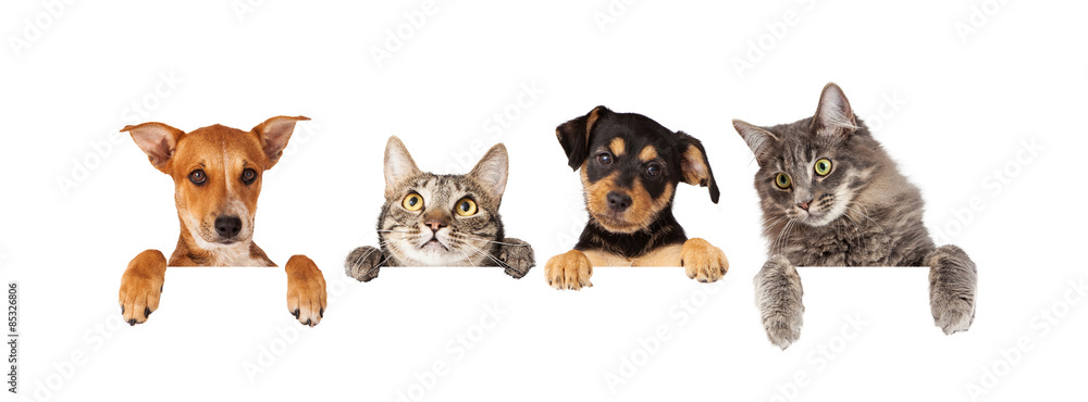 Dogs and Cats Hanging Over White Banner - obrazy, fototapety, plakaty 