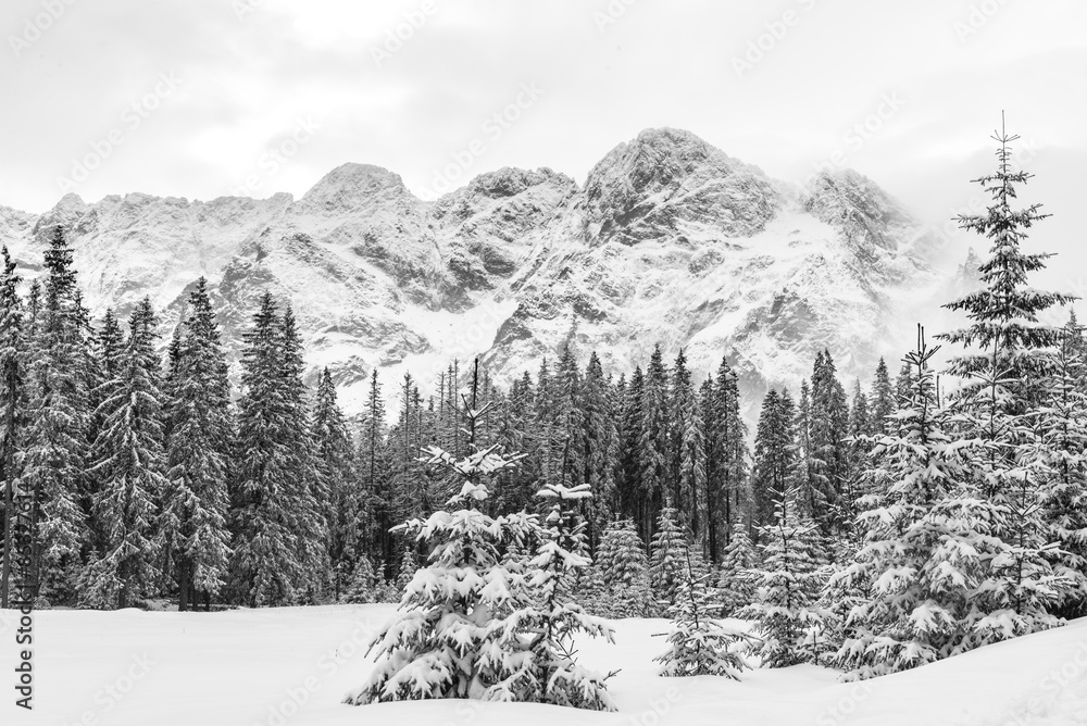 Obraz premium Black and white landscape of snow covered pine trees and mountain peaks on a cloudy winter day.